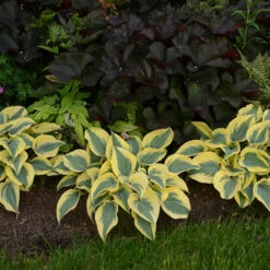 Shadowland® 'Autumn Frost' Hosta 9 Shadowland® 'Autumn Frost' Hosta -Plant Series hosta autumn frost 3