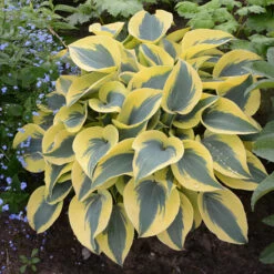 Shadowland® 'Autumn Frost' Hosta 10 Shadowland® 'Autumn Frost' Hosta -Plant Series hosta autumn frost 4