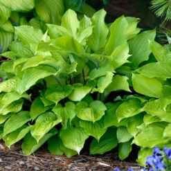 'Fire Island' Hosta 9 'Fire Island' Hosta -Plant Series hosta fire island 2