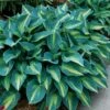 'June' Hosta -Plant Series hosta june 3
