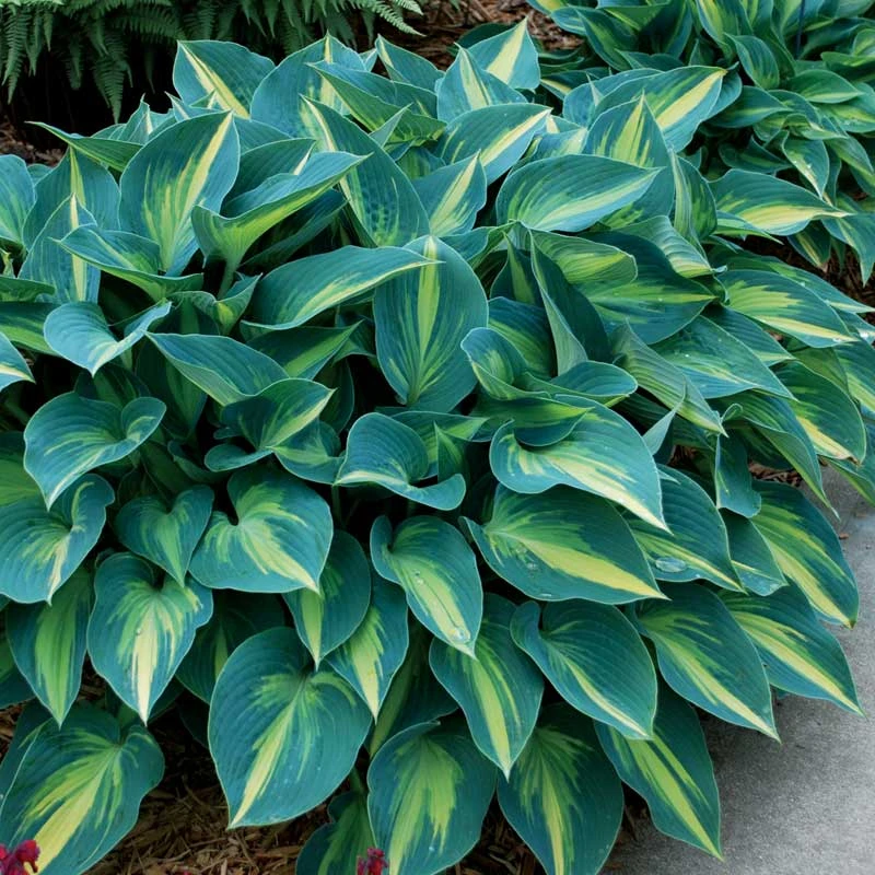 'June' Hosta 3 'June' Hosta