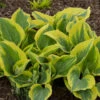 'Liberty' Hosta 2 'Liberty' Hosta -Plant Series hosta liberty 3