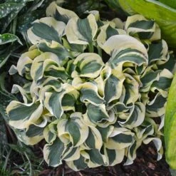 'Mini Skirt' Hosta -Plant Series hosta mini skirt 2