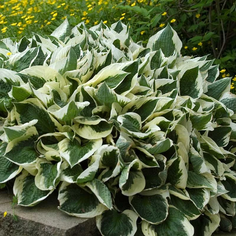 'Patriot' Hosta 3 'Patriot' Hosta