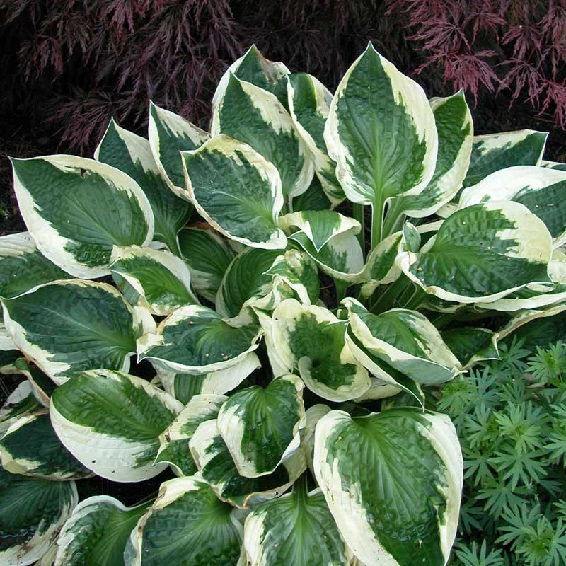 'Patriot' Hosta 6 'Patriot' Hosta - Image 4