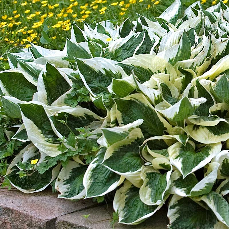 'Patriot' Hosta 7 'Patriot' Hosta - Image 5