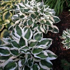 'Patriot' Hosta 13 'Patriot' Hosta -Plant Series hosta patriot 6