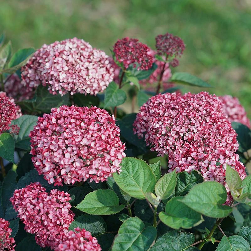 Invincibelle Garnetta® Smooth Hydrangea 3 Invincibelle Garnetta® Smooth Hydrangea
