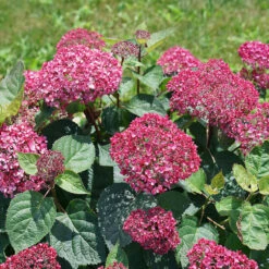 Invincibelle Garnetta® Smooth Hydrangea 7 Invincibelle Garnetta® Smooth Hydrangea -Plant Series hydrangea arborescens invincibelle garnetta 2