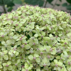 Lime Rickey® Smooth Hydrangea -Plant Series hydrangea arborescens lime rickey 1
