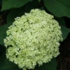 Lime Rickey® Smooth Hydrangea -Plant Series hydrangea arborescens lime rickey 2