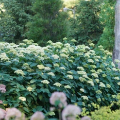 Lime Rickey® Smooth Hydrangea -Plant Series hydrangea arborescens lime rickey 4
