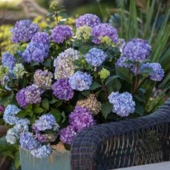 Endless Summer® BloomStruck® Bigleaf Hydrangea -Plant Series hydrangea bloomstruck endless summer 21 sw