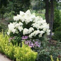 Bobo® Panicle Hydrangea 10 Bobo® Panicle Hydrangea -Plant Series hydrangea bobo 1 sw