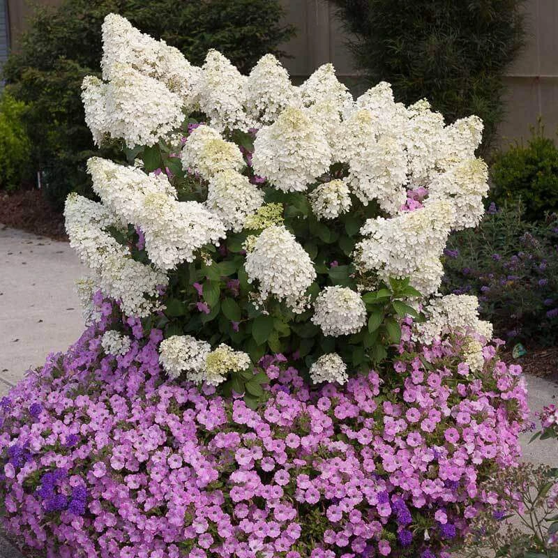 Bobo® Panicle Hydrangea 5 Bobo® Panicle Hydrangea - Image 3