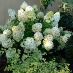 Bobo® Panicle Hydrangea 12 Bobo® Panicle Hydrangea -Plant Series hydrangea bobo 3 sw