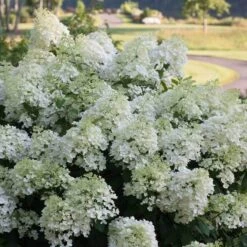 Bobo® Panicle Hydrangea 13 Bobo® Panicle Hydrangea -Plant Series hydrangea bobo 4 sw