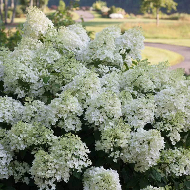 Bobo® Panicle Hydrangea 7 Bobo® Panicle Hydrangea - Image 5