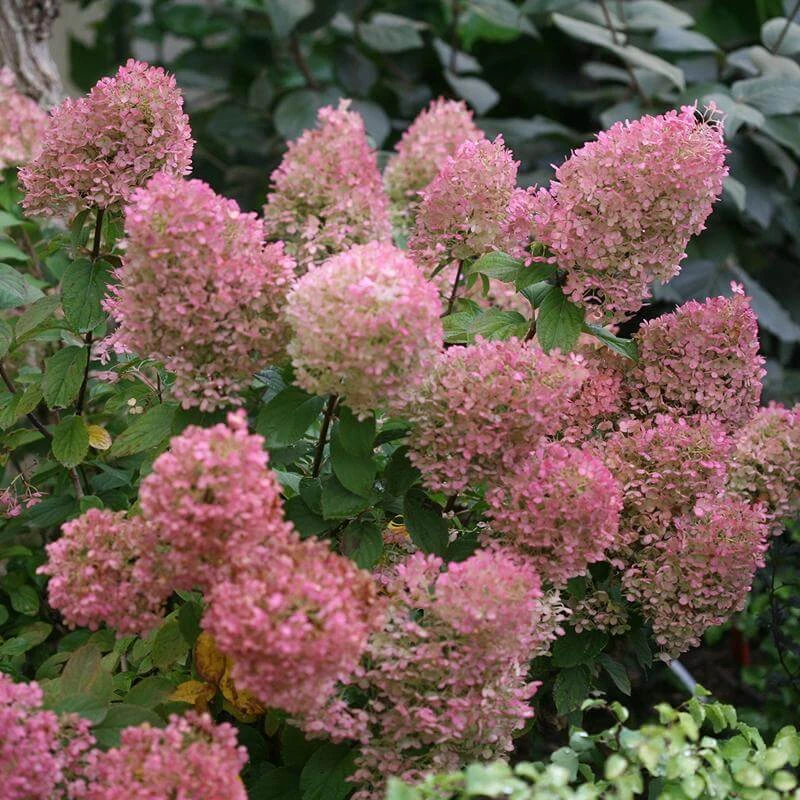 Bobo® Panicle Hydrangea 8 Bobo® Panicle Hydrangea - Image 6