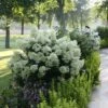 Bobo® Panicle Hydrangea 2 Bobo® Panicle Hydrangea -Plant Series hydrangea bobo 7 sw
