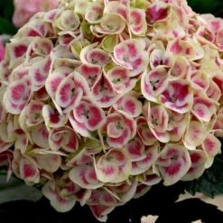 Cityline® Mars Bigleaf Hydrangea -Plant Series hydrangea cityline mars 3 sw