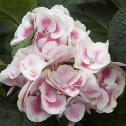 Cityline® Mars Bigleaf Hydrangea -Plant Series hydrangea cityline mars 4 sw