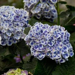 Cityline® Mars Bigleaf Hydrangea -Plant Series hydrangea cityline mars 5 sw