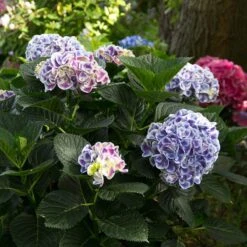 Cityline® Mars Bigleaf Hydrangea -Plant Series hydrangea cityline mars 6 sw