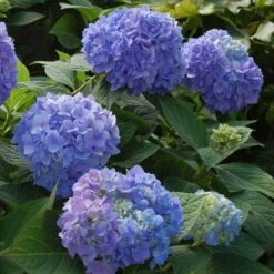 Endless Summer® Bigleaf Hydrangea 19 Endless Summer® Bigleaf Hydrangea -Plant Series hydrangea endless summer 2 sw