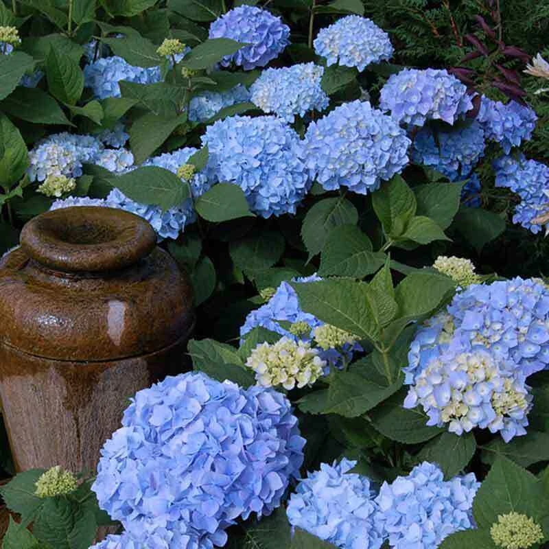 Endless Summer® Bigleaf Hydrangea 7 Endless Summer® Bigleaf Hydrangea - Image 5