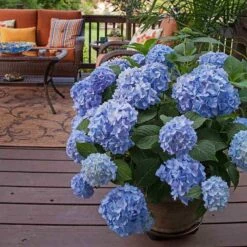 Endless Summer® Bigleaf Hydrangea 15 Endless Summer® Bigleaf Hydrangea -Plant Series hydrangea endless summer 24 sw