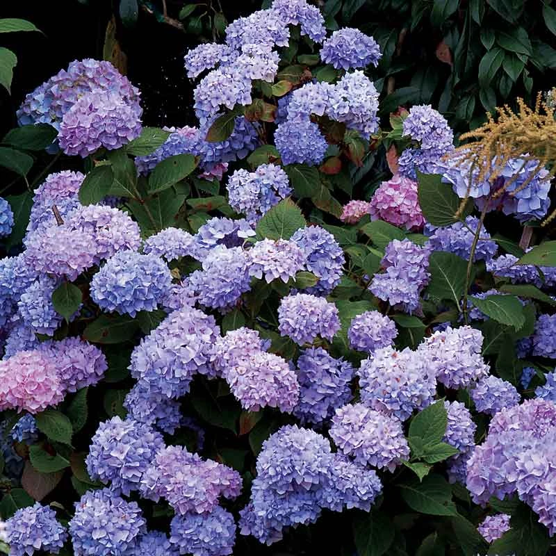 Hydrangeas For Cut Flowers Collection 7 Hydrangeas For Cut Flowers Collection - Image 5
