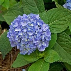 Endless Summer® Bigleaf Hydrangea 20 Endless Summer® Bigleaf Hydrangea -Plant Series hydrangea endless summer 28 sw