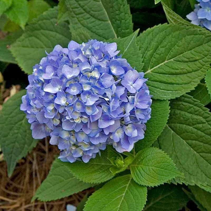 Endless Summer® Bigleaf Hydrangea 11 Endless Summer® Bigleaf Hydrangea - Image 9