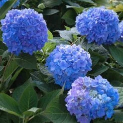 Endless Summer® Bigleaf Hydrangea 13 Endless Summer® Bigleaf Hydrangea -Plant Series hydrangea endless summer 29 sw
