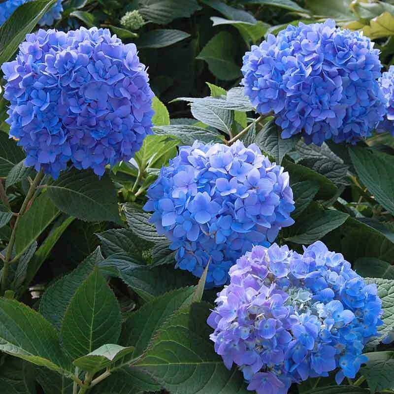 Endless Summer® Bigleaf Hydrangea 4 Endless Summer® Bigleaf Hydrangea - Image 2