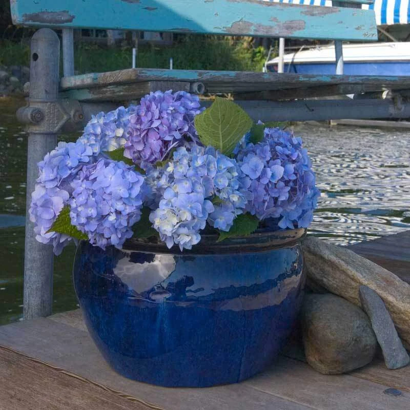 Endless Summer® Bigleaf Hydrangea 12 Endless Summer® Bigleaf Hydrangea - Image 10