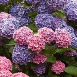 Endless Summer® Bigleaf Hydrangea 18 Endless Summer® Bigleaf Hydrangea -Plant Series hydrangea endless summer 4 sw