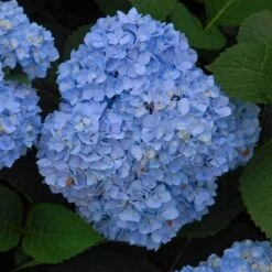 Endless Summer® Bigleaf Hydrangea 14 Endless Summer® Bigleaf Hydrangea -Plant Series hydrangea endless summer 5 sw