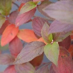 Fire Light Tidbit® Panicle Hydrangea 14 Fire Light Tidbit® Panicle Hydrangea -Plant Series hydrangea fire light tidbit 5 sw