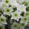 Gatsby Star® Oakleaf Hydrangea -Plant Series hydrangea gatsby star 1 sw