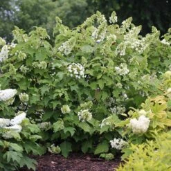 Gatsby Star® Oakleaf Hydrangea 9 Gatsby Star® Oakleaf Hydrangea -Plant Series hydrangea gatsby star 3 sw