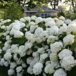 Incrediball® Smooth Hydrangea -Plant Series hydrangea incrediball 7