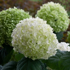 Incrediball® Smooth Hydrangea -Plant Series hydrangea incrediball 8