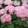 Incrediball® Blush Smooth Hydrangea 1 Incrediball® Blush Smooth Hydrangea -Plant Series hydrangea incrediball blush 1