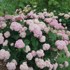 Incrediball® Blush Smooth Hydrangea 10 Incrediball® Blush Smooth Hydrangea -Plant Series hydrangea incrediball blush 3