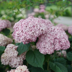 Incrediball® Blush Smooth Hydrangea 11 Incrediball® Blush Smooth Hydrangea -Plant Series hydrangea incrediball blush 4