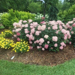 Incrediball® Blush Smooth Hydrangea 12 Incrediball® Blush Smooth Hydrangea -Plant Series hydrangea incrediball blush 5