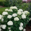 Invincibelle Limetta® Smooth Hydrangea -Plant Series hydrangea invincibelle limetta 1