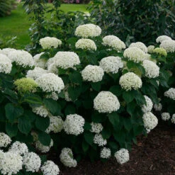 Invincibelle Limetta® Smooth Hydrangea -Plant Series hydrangea invincibelle limetta 2